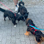 20260703-news-trapo-ankunft-09