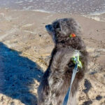 20260524-fotos-buddy-02