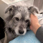 20260524-fotos-buddy-03
