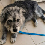 20260524-fotos-buddy-04