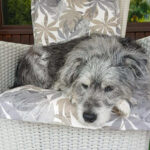 20260524-fotos-buddy-05