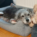 20260524-fotos-buddy-06
