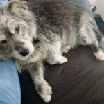 20260524-fotos-buddy-08