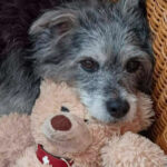 20260524-fotos-buddy-09