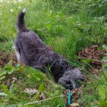 20260708-fotos-buddy-4