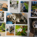 20260708-fotos-buddy-6