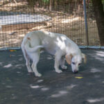 20260712-fotos-skipper-02