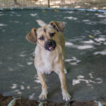 20260712-fotos-smoky-01