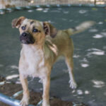 20260712-fotos-smoky-03