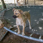 20260712-fotos-smoky-04
