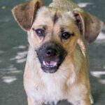 20260712-fotos-smoky-05