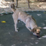 20260712-fotos-smoky-07
