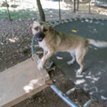 20260712-fotos-smoky-09