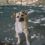 20260712-fotos-smoky-10