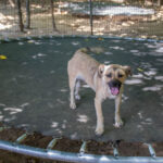 20260712-fotos-smoky-11