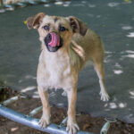 20260712-fotos-smoky-15