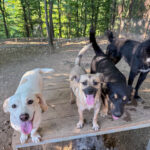 20260730-fotos-smoky-1