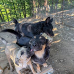 20260730-fotos-smoky-3