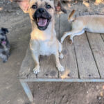 20260730-fotos-smoky-4