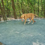 20260803-fotos-bark-1