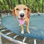 20260803-fotos-bark-2