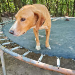 20260803-fotos-bark-4