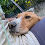 20260803-fotos-bark-5