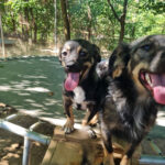 20260803-fotos-chiquita-3