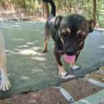 20260803-fotos-chiquita-4