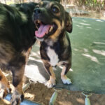 20260803-fotos-chiquita-6