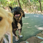 20260803-fotos-chiquita-8