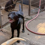 20260803-fotos-grady-9