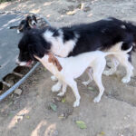 20260803-fotos-ledo-1
