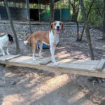 20260803-fotos-perdita-4