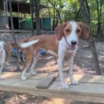 20260803-fotos-perdita-6