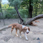 20260803-fotos-pongo-1