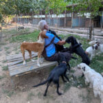 20260803-fotos-pongo-2