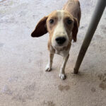 20260803-fotos-pongo-3