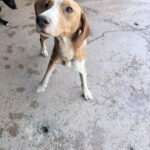 20260803-fotos-pongo-4
