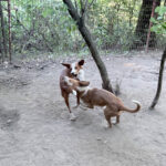 20260803-fotos-pongo-5