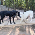 20260803-fotos-pupin-1