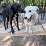 20260803-fotos-pupin-3