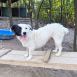 20260803-fotos-pupin-4