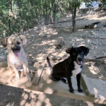 20260803-fotos-smoky-1