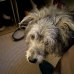20260830-fotos-buddy-1