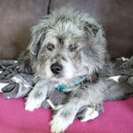20260830-fotos-buddy-2