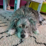 20260830-fotos-buddy-3