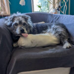20260830-fotos-buddy-4