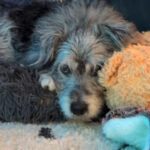 20260830-fotos-buddy-5