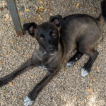 20260709-fotos-chiki-07